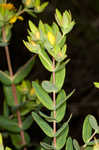 Myrtleleaf St. Johnswort